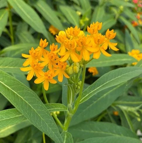 Set of 2 Yellow Milkweed Live Plants - 4-6 Inch Tall Outdoor Perennial - Image 3