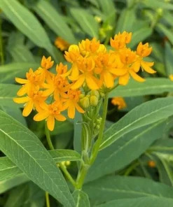 Set of 2 Yellow Milkweed Live Plants - 4-6 inch Tall Butterfly Weed for Outdoor Garden - Image 3