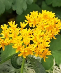Set of 2 Yellow Milkweed Live Plants - 4-6 inch Tall Butterfly Weed for Outdoor Garden - Image 4