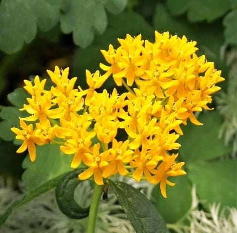 Set of 2 Yellow Milkweed Live Plants - 4-6 Inch Tall Outdoor Perennial - Image 4