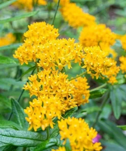 Set of 2 Yellow Milkweed Live Plants - 4-6 Inch Tall Outdoor Perennial - Image 5