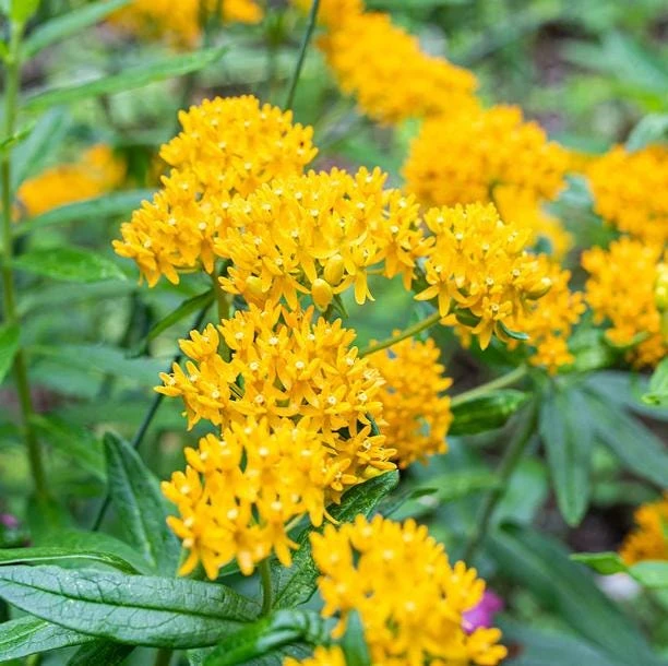 Set of 2 Yellow Milkweed Live Plants - 4-6 Inch Tall Outdoor Perennial - Image 5