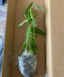 Set of 2 Yellow Milkweed Live Plants - 4-6 Inch Tall Outdoor Perennial - Image 6