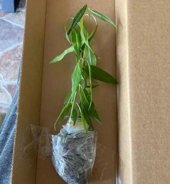 Set of 2 Yellow Milkweed Live Plants - 4-6 inch Tall Butterfly Weed for Outdoor Garden - Image 6