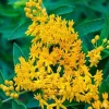 Set of 2 Yellow Milkweed Live Plants - 4-6 Inch Tall Outdoor Perennial - Image 1