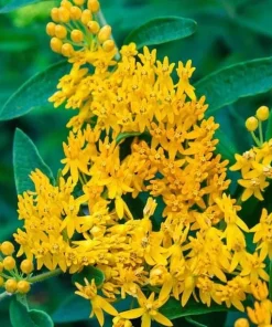 Set of 2 Yellow Milkweed Live Plants - 4-6 Inch Tall Outdoor Perennial - Image 1