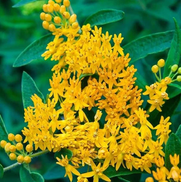 Set of 2 Yellow Milkweed Live Plants - 4-6 Inch Tall Outdoor Perennial - Image 1
