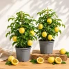 Set of 2 Yellow Passionfruit Live Plants for Planting, 4-8 Inch Tall - Image 1