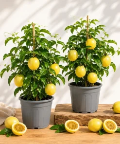 Set of 2 Yellow Passionfruit Live Plants for Planting, 4-8 Inch Tall - Image 1