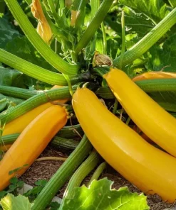 Set of 2 Yellow Squash Live Plants – 3-5 Inch Tall in 4 Inch Pot – Garden Vegetable Starter - Image 2