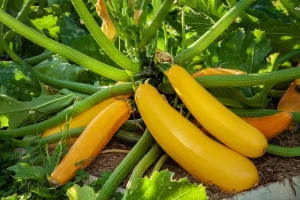 Set of 2 Yellow Squash Live Plants – 3-5 Inch Tall in 4 Inch Pot – Garden Vegetable Starter - Image 2