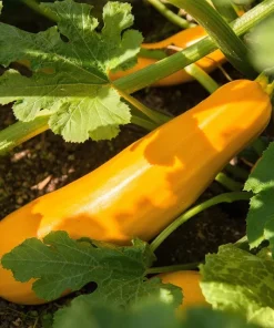 Set of 2 Yellow Squash Live Plants – 3-5 Inch Tall in 4 Inch Pot – Garden Vegetable Starter - Image 3
