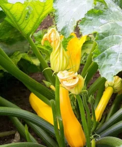 Set of 2 Yellow Squash Live Plants – 3-5 Inch Tall in 4 Inch Pot – Garden Vegetable Starter - Image 4