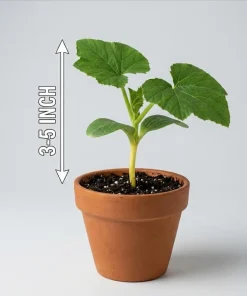 Set of 2 Yellow Squash Live Plants – 3-5 Inch Tall in 4 Inch Pot – Garden Vegetable Starter - Image 6