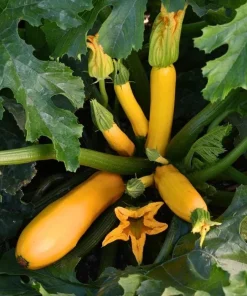 Set of 2 Yellow Squash Live Plants – 3-5 Inch Tall in 4 Inch Pot – Garden Vegetable Starter - Image 7
