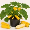 Set of 2 Yellow Squash Live Plants – 3-5 Inch Tall in 4 Inch Pot – Garden Vegetable Starter - Image 1