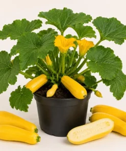 Set of 2 Yellow Squash Live Plants – 3-5 Inch Tall in 4 Inch Pot – Garden Vegetable Starter - Image 1