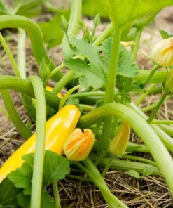 Set of 2 Yellow Squash Live Plants – 3-5 Inch Tall in 4 Inch Pot – Garden Vegetable Starter - Image 8