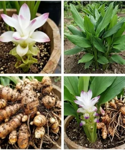Set of 2 Yellow Turmeric Live Plants, 4-7 Inch Starter Plants, Fragrant Herb - Image 2