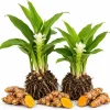 Set of 2 Yellow Turmeric Live Plants, 4-7 Inch Starter Plants, Fragrant Herb - Image 1