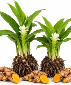 Set of 2 Yellow Turmeric Live Plants, 4-7 Inch Starter Plants, Fragrant Herb - Image 1