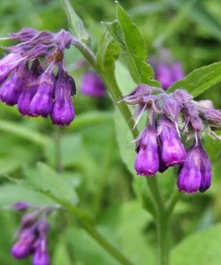Set of 20 Bocking 14 Comfrey Bare Roots - Perennial Herb for Gardens - Image 3