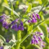 Set of 20 Bocking 14 Comfrey Bare Roots - Perennial Herb for Gardens - Image 1