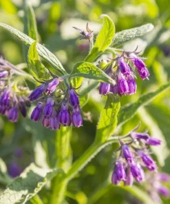Set of 20 Bocking 14 Comfrey Bare Roots - Perennial Herb for Gardens - Image 1