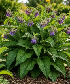 Set of 20 Bocking 14 Comfrey Bare Roots - Perennial Herb for Gardens - Image 5