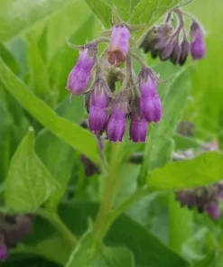 Set of 20 Bocking 14 Comfrey Bare Roots - Perennial Herb for Gardens - Image 6
