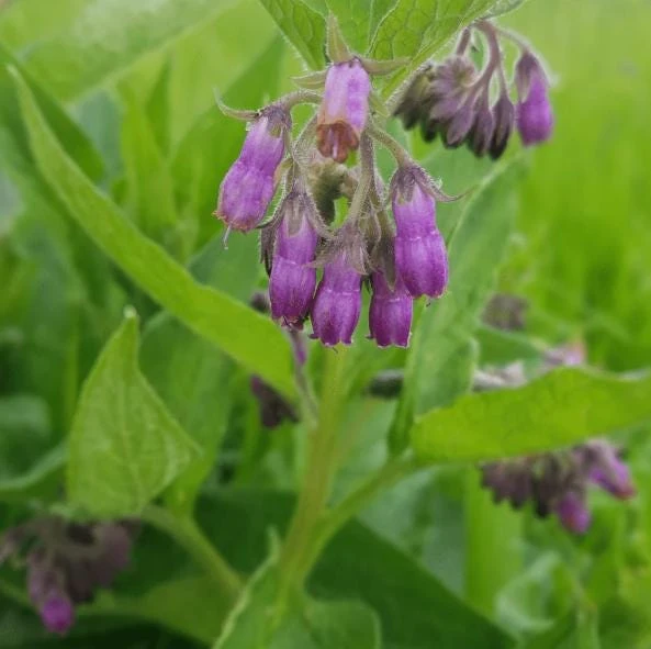 Set of 20 Bocking 14 Comfrey Bare Roots - Perennial Herb for Gardens - Image 6