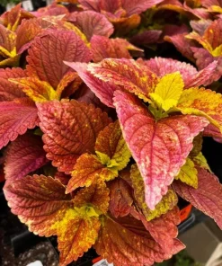 Set of 3 Alabama Sunset Coleus Live Plants – 4-6 Inch Tall Colorful Foliage Houseplant - Image 2