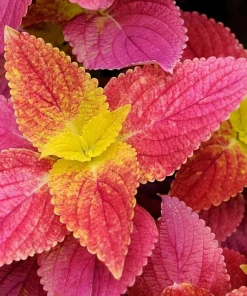 Set of 3 Alabama Sunset Coleus Live Plants – 4-6 Inch Tall Colorful Foliage Houseplant - Image 3
