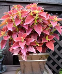 Set of 3 Alabama Sunset Coleus Live Plants – 4-6 Inch Tall Colorful Foliage Houseplant - Image 4
