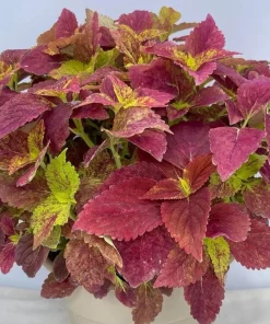 Set of 3 Alabama Sunset Coleus Live Plants – 4-6 Inch Tall Colorful Foliage Houseplant - Image 5