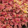 Set of 3 Alabama Sunset Coleus Live Plants – 4-6 Inch Tall Colorful Foliage Houseplant - Image 1