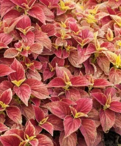 Set of 3 Alabama Sunset Coleus Live Plants – 4-6 Inch Tall Colorful Foliage Houseplant - Image 1