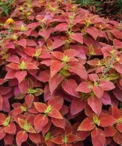 Set of 3 Alabama Sunset Coleus Live Plants – 4-6 Inch Tall Colorful Foliage Houseplant - Image 6