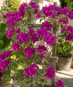 Set of 3 Blueberry Ice Bougainvillea Live Plants, 4-7 Inches Tall, Vine - Image 2