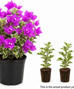 Set of 3 Blueberry Ice Bougainvillea Live Plants, 4-7 Inches Tall, Vine - Image 3