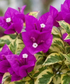 Set of 3 Blueberry Ice Bougainvillea Live Plants, 4-7 Inches Tall, Vine - Image 4