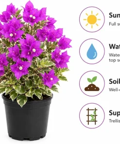 Set of 3 Blueberry Ice Bougainvillea Live Plants, 4-7 Inches Tall, Vine - Image 5