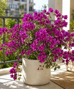 Set of 3 Blueberry Ice Bougainvillea Live Plants, 4-7 Inches Tall, Vine - Image 6