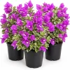 Set of 3 Blueberry Ice Bougainvillea Live Plants, 4-7 Inches Tall, Vine - Image 1
