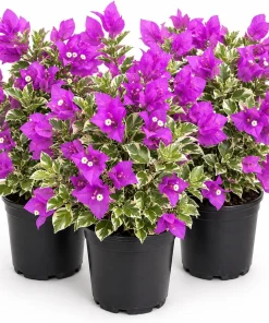 Set of 3 Blueberry Ice Bougainvillea Live Plants, 4-7 Inches Tall, Vine - Image 1