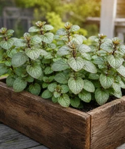 Set of 3 Chocolate Mint Live Plants, 4-7 Inches Tall, Rooted Herb for Indoor & Outdoor - Image 2