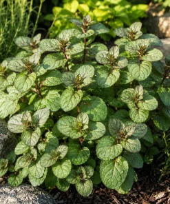 Set of 3 Chocolate Mint Live Plants, 4-7 Inches Tall - Rooted Herb for Indoor & Outdoor - Image 2