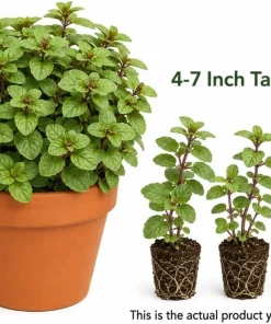 Set of 3 Chocolate Mint Live Plants, 4-7 Inches Tall - Rooted Herb for Indoor & Outdoor - Image 3