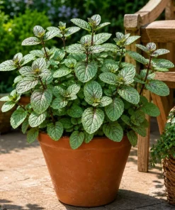 Set of 3 Chocolate Mint Live Plants, 4-7 Inches Tall, Rooted Herb for Indoor & Outdoor - Image 3