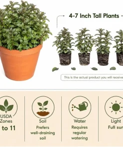 Set of 3 Chocolate Mint Live Plants, 4-7 Inches Tall, Rooted Herb for Indoor & Outdoor - Image 4